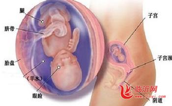 怀孕15周胎儿照片
