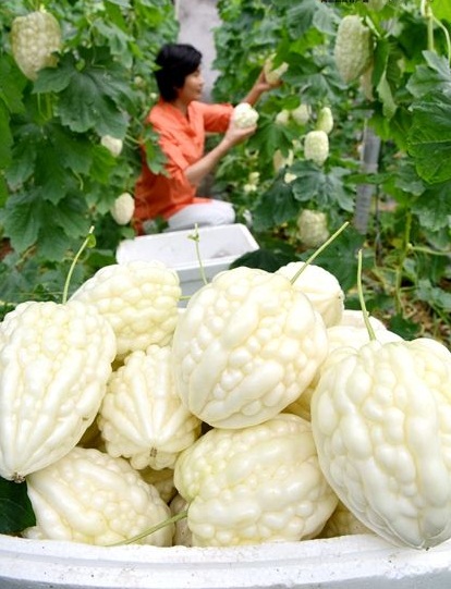 临沂沂南试种成功“苹果苦瓜”不苦还很甜